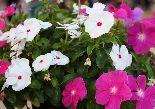 长春花的养殖方法 摘心技巧分享