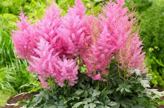 新娘专用花:络新妇花怎么种养