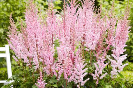 新娘专用花:络新妇花怎么种养