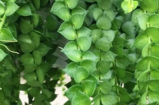 百万心吊兰怎么养得茂盛油绿