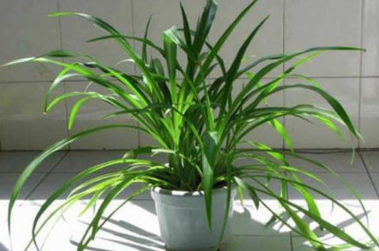 吊兰剃头后多久长出新叶