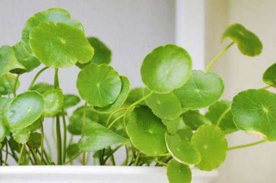 怎么把铜钱草养漂亮的养护方法