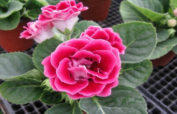 大岩桐怎么养护开花爆盆