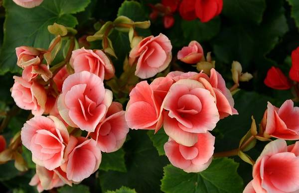 大岩桐怎么养护开花爆盆