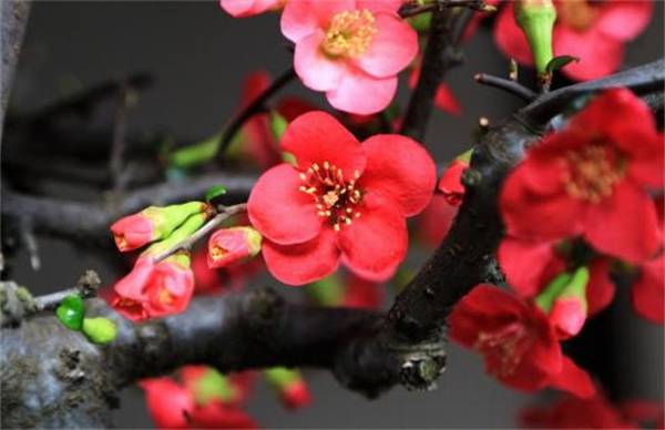 海棠花怎么种 栽培方法和注意事项