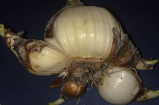 水仙花的球茎怎么切