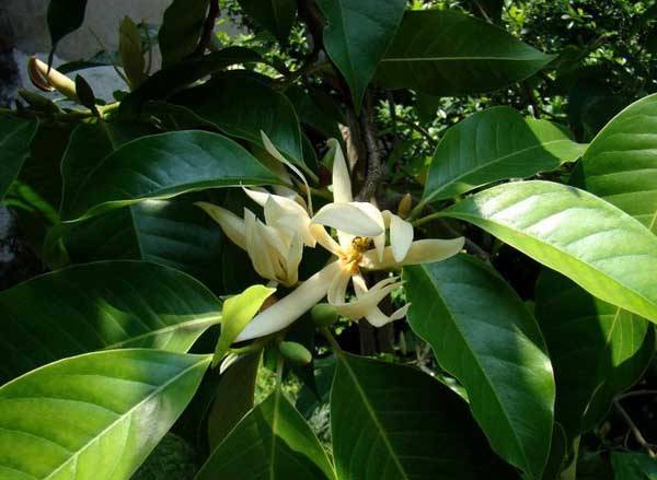 养好白兰花技巧 花多气香的养护要点