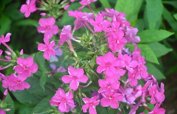 美女樱开花的养护技巧