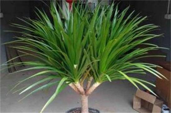 龙须树叶子下垂怎么办