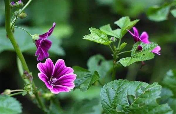 锦葵花怎么养好开花