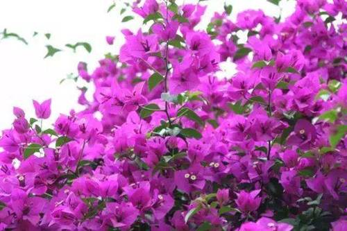 1575962190967870.jpg 三角梅怎么控水