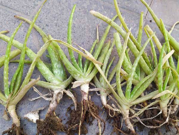 芦荟日常养护技巧 可以露天养吗