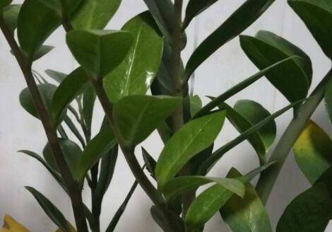 让金钱树发新枝的养护方法