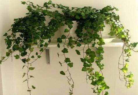 常春藤的夏天养护技巧须知