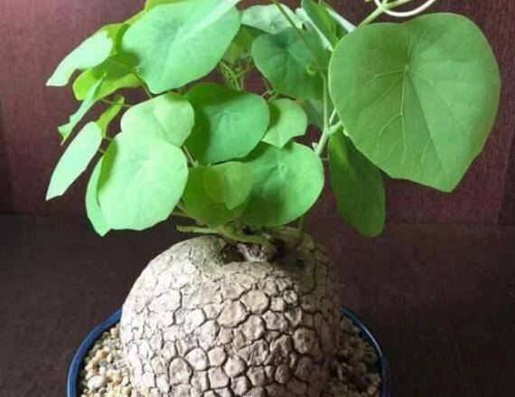 山乌龟好养吗养护技巧分享