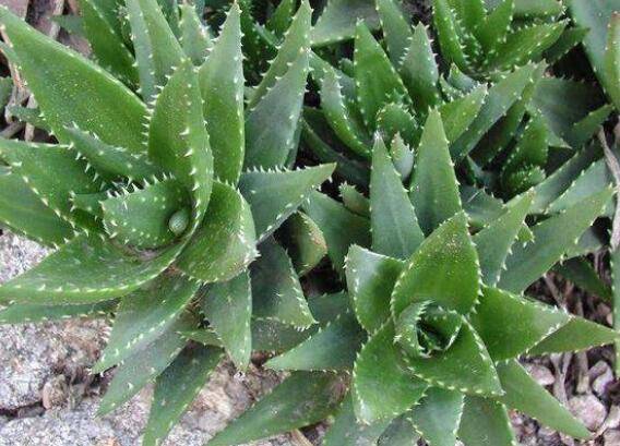 室内养芦荟的日常管理技巧