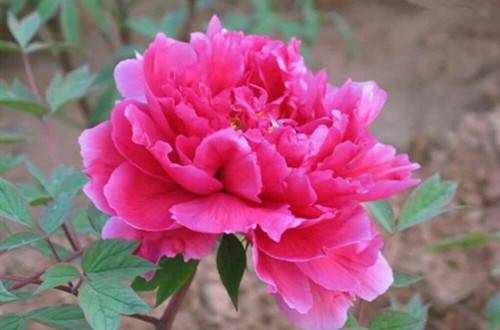 1601808699959608.jpg 说说地栽牡丹的日常养护技巧