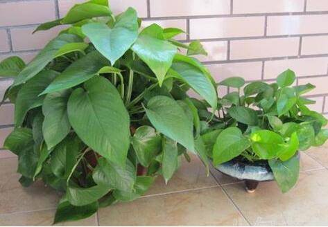 秋冬季室内绿萝的养护方法