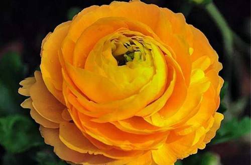 1549816266150137.jpg 养好芹叶牡丹要注意什么