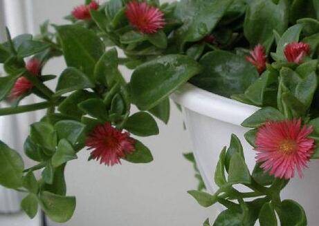 牡丹吊兰怎么养开花爆盆