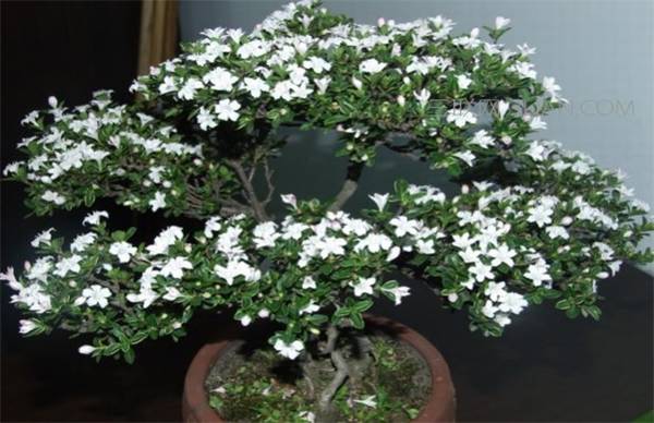 六月雪的养殖技巧