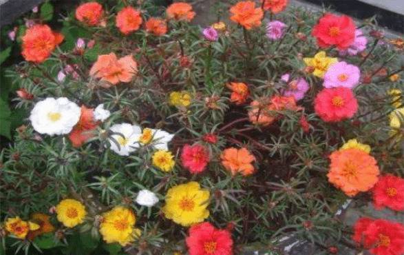 太阳花发芽老是死苗的原因及养护方法