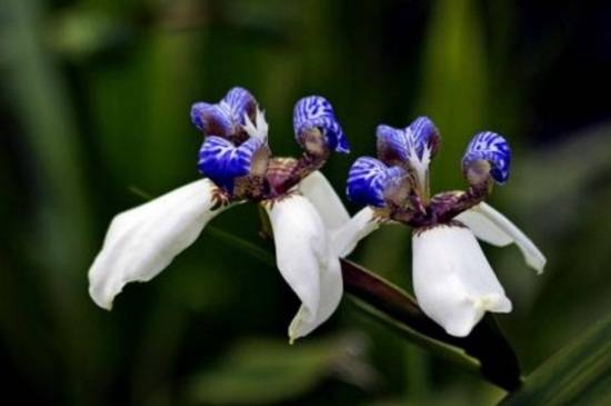 巴西鸢尾的养殖方法和注意事项