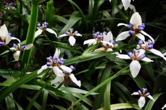 巴西鸢尾的养殖方法和注意事项