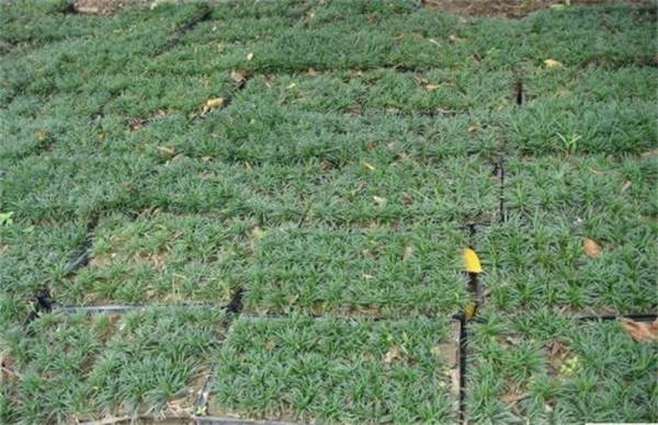 玉龙草怎么种 玉龙草的种植方法