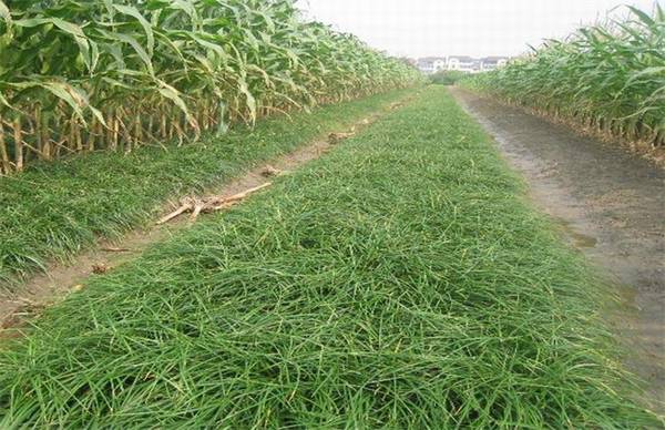 玉龙草怎么种 玉龙草的种植方法