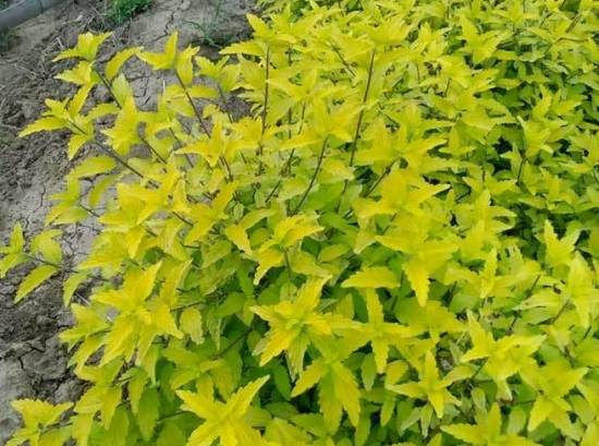 金叶莸的养护方法 金叶莸的养护方法