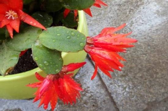 假昙花出花苞多开花方法