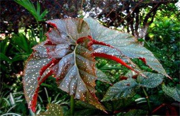 竹节海棠矮化处理方法