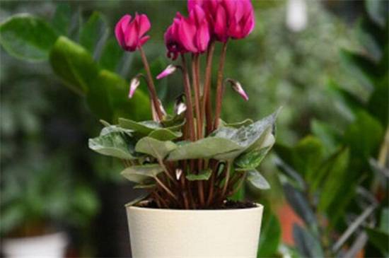 仙客来花茎变软的处理方法