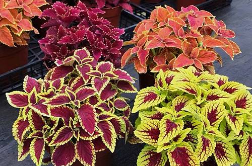 1565082075228799.jpg 彩叶草的度夏养护方法