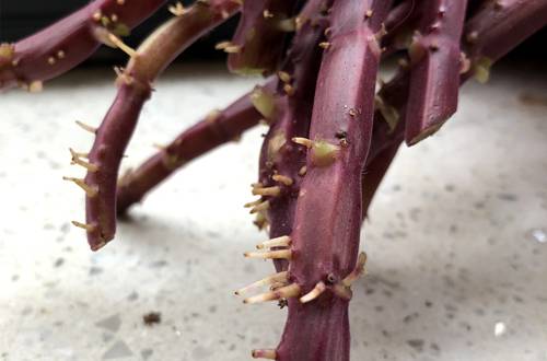 1565082136485742.jpg 彩叶草的度夏养护方法