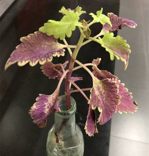 1565082197619700.jpg 彩叶草的度夏养护方法