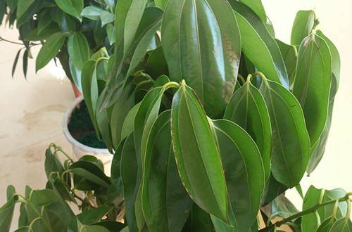1487300729809255.jpg 刚买回来的平安树叶子下垂原因及养护方法