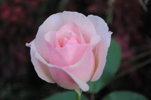 1566696134962965.jpg 玫瑰花苗怎么种成活率高不死苗