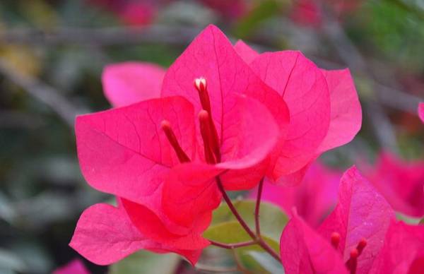 三角梅为什么掉花原因分析