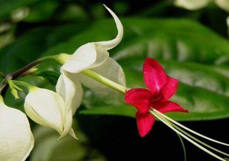 龙吐珠不开花的原因及解决方法