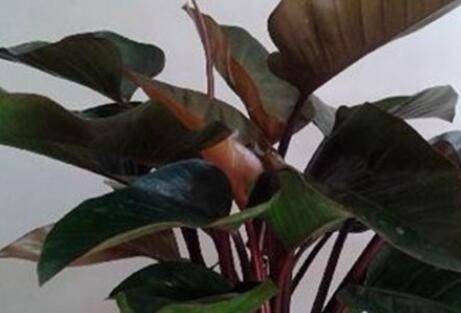 红钻花长太高的修剪技巧