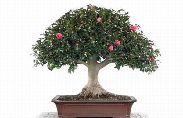 山茶花的室内养殖技巧