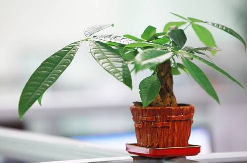 1514968665128781.jpg 发财树的截顶时间及养护方法