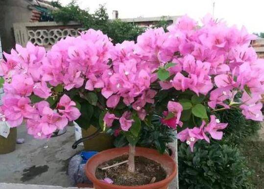 盆栽三角梅的矮化方法