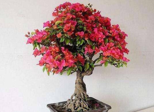 盆栽三角梅的矮化方法