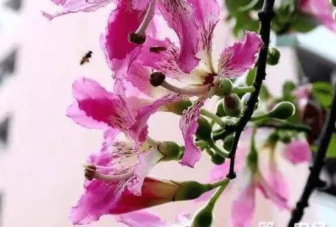 美人树好不好种养?这几个要点把握好