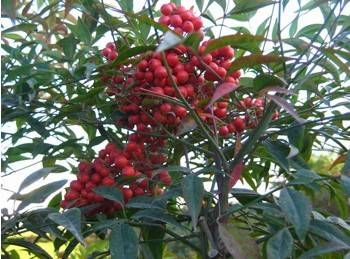 南天竹怎么养得叶美果艳,这三点是关键