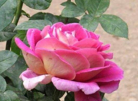 月季根系长满花盆不换盆就这么处理