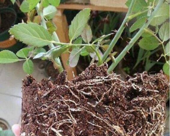 月季根系长满花盆不换盆就这么处理